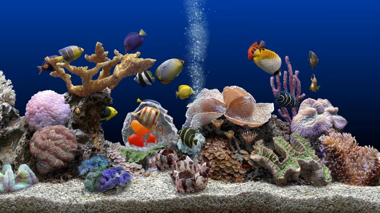 Marine Aquarium Screensaver Free Download